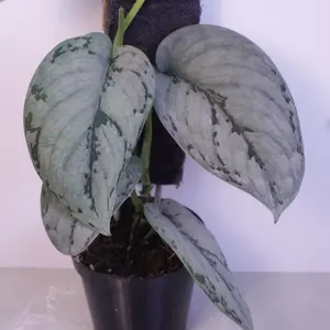 Scindapsus Silver Sierra 4” | Silver Scindapsus | Pole Grown