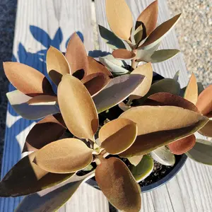 Kalanchoe orgyalis Copper Spoons