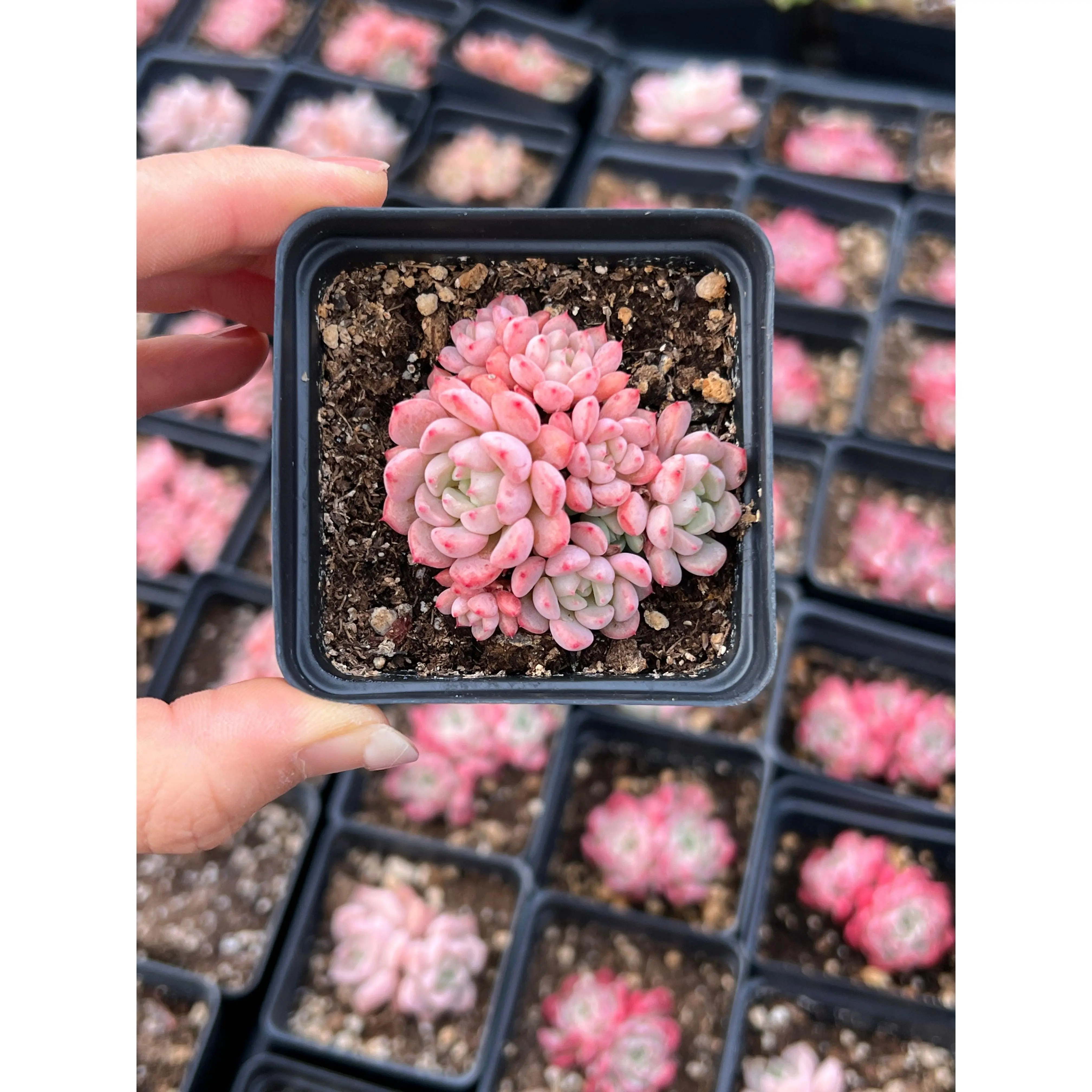 Echeveria lovely pebble - April Farm/Rare Succulents
