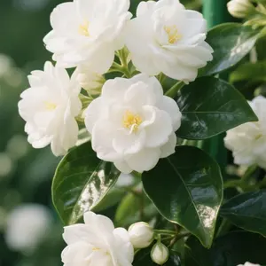 50 jasmine seeds for growing aromatic flower seeds with pleasant fragrance for home gardens