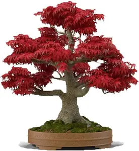 Japanese Red Maple Bonsai Tree Seeds | 30+ Seeds | Highly Prized for Bonsai, Japanese Maple Tree Seeds