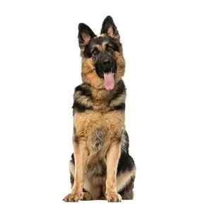 Loyal Companion German Shepherd Stickers 2.5” x 6”