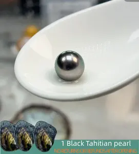 【Will】Black Tahitian Pearl ( 1 Black Pearl in 1 Shell 8-12 mm Top Tier Seawater Pearl)｜Live Opening Non-Refundable NO RETURNS OR REFUNDS AFTER
