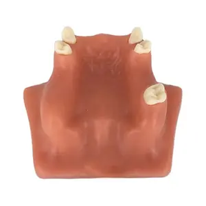 Dental Sinus Lift Training Model with Soft Gum Dental Training Model Dental Implant Model