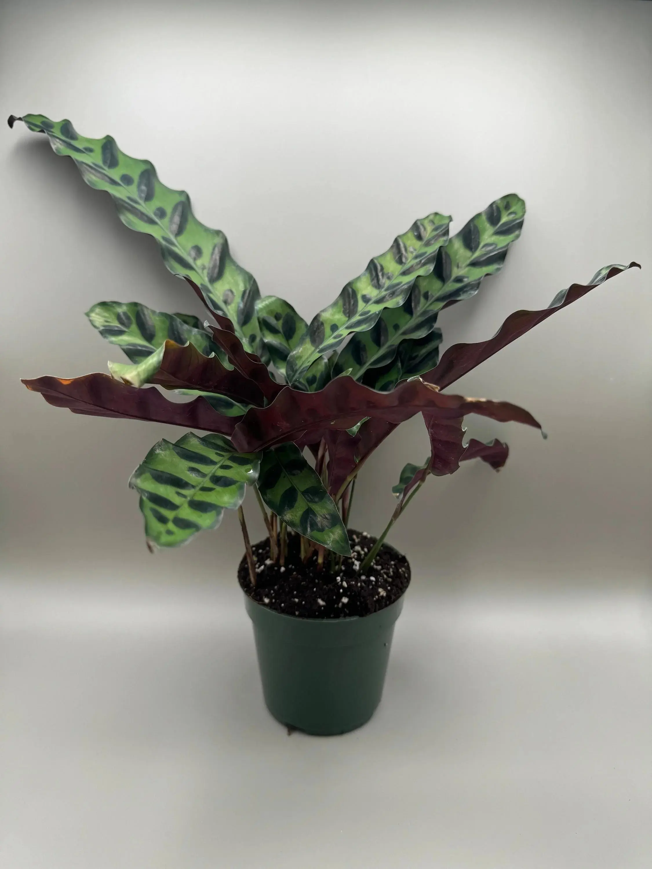 calathea orbifolia düngen Calathea orbifolia - Calathea orbifolia main image 1
