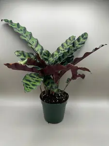 Calathea Lancifolia | House Plant | 4 Inch Pot | Live Plant | Rattlesnake Calathea