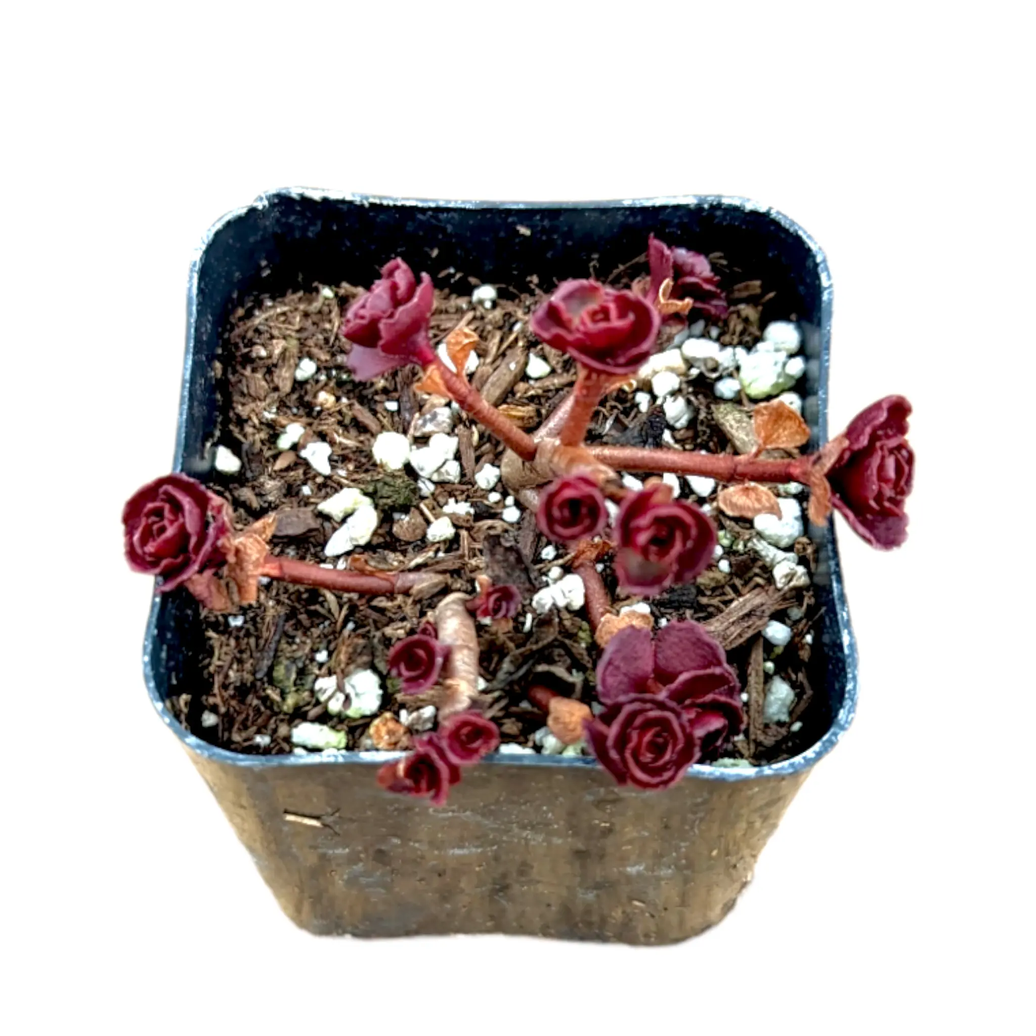 Sedum spurium 'Dragon's Blood'