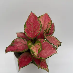 Aglaonema Pink Zircon 6” Pot – Easy Care Pink Houseplant chinese evergreen