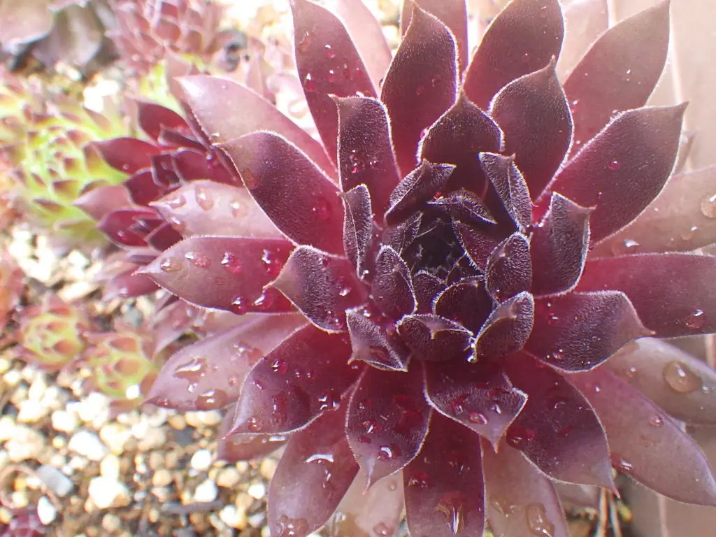 Sempervivum Pacific Knight – Hens & Chicks Succulent (4” Pot, Zones 3–9)