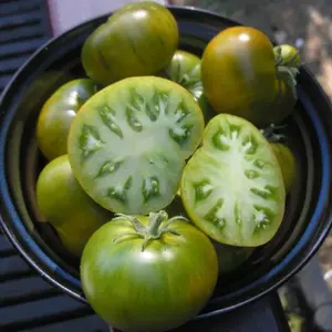 Emerald Evergreen Tomato Organic Seeds (Solanum lycopersicum) – Sweet, juicy green heirloom tomato with excellent flavor and disease resistance, perfect for fresh salads and slicing.