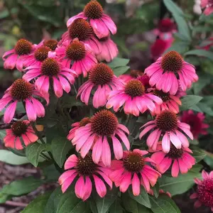 200 Pcs Purple Coneflower Pink Echinacea Flower Seeds for Planting, Non-GMO Heirloom Variety for Wildflower Gardens
