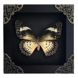 Leopard Lacewing Butterfly Frame, Mounted, Handcrafted Shadow Box, Insect Display, Gothic Curiosity Decor, Nature-Inspired Wall Accent, Unique Gift