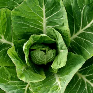 Heirloom Georgia Collard Green Seeds