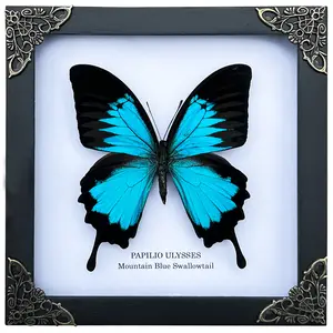 Framed Blue Butterfly in Shadow Box, Handmade Insect Display Frame, Entomology Decor, Unique Nature Gift for Collectors, Home Office Gothic Curiosity