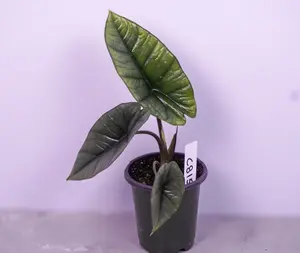 Alocasia Platinum Live Plant 4” Pot | Silver Metallic Alocasia