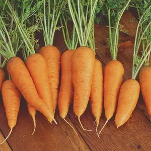 Heirloom Danvers Carrot Seeds - Organic and Regenerative Gardening Seeds