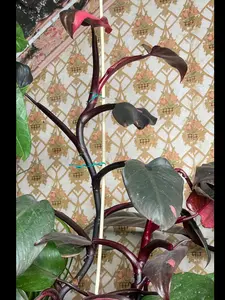 Pink Princess Philodendron Live Plant Cutting