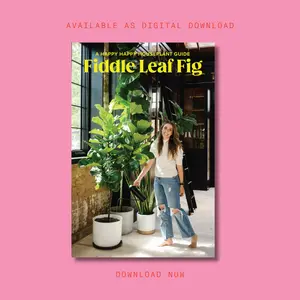 Fiddle Leaf Fig Guide