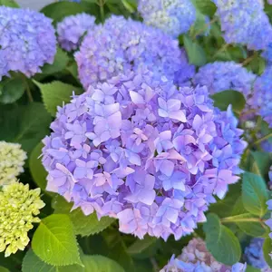 Hydrangea live seedlings, indoor and outdoor ornamental flowers and plants