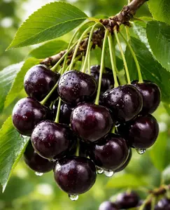 3 Black Cherry Fruit Tree Plants - Live Plant Seedling - Prunus serotina, Great for Home and Garden Yards Planting3