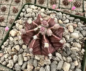 Gymnocalycium Mihanovichii, Chin Cactus, Rare Cactus, Red Cactus, Exotic Plant in 2'', 3" pot