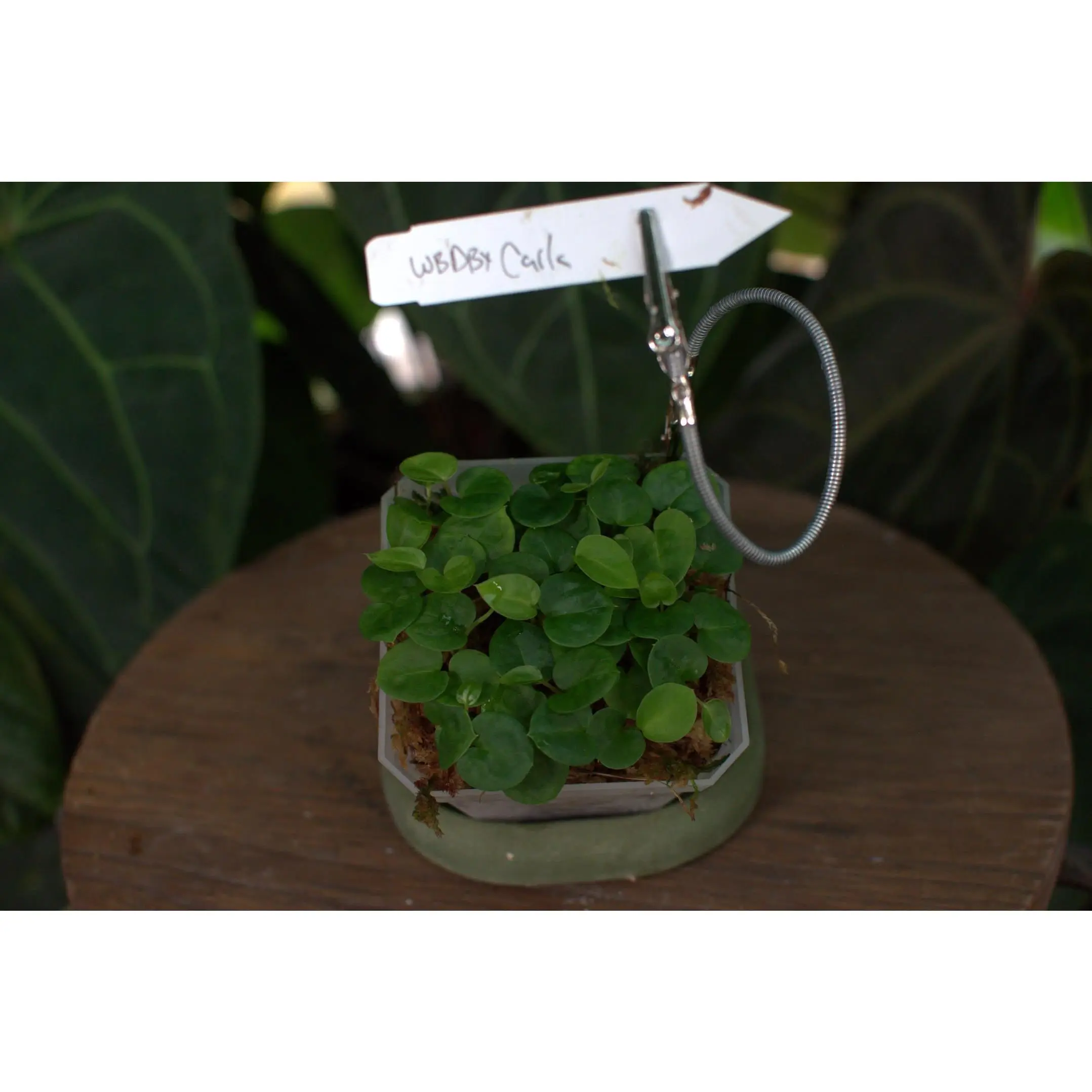 Anthurium ("Wonder Boy Dark" x "Doc Block") x carlablackiae OG1x5