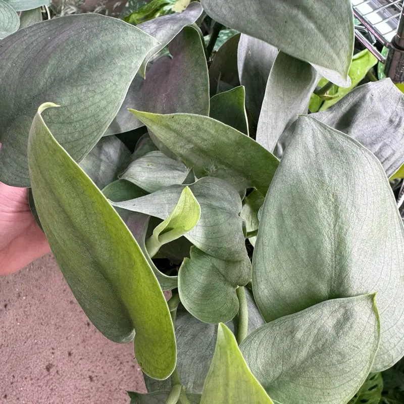 Scindapsus Java Platinum Live Potted Tropical Gardening Plant - 6in Pot, Low Maintenance Trailing Growth for Beginners, Well-Drained Soil Friendly, Indoor Home & Garden Decor Vining Houseplant
