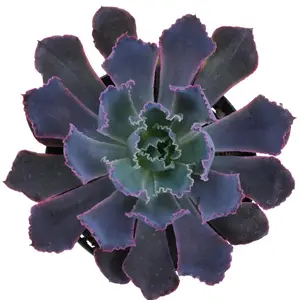 4’ Succ for beginners bedroom Sculpture