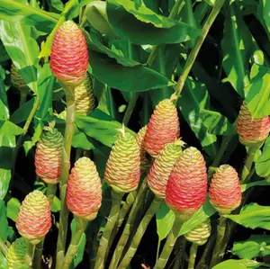 Set 10 Shampoo Ginger Roots for Planting, Pinecone Ginger Roots for Home Garden