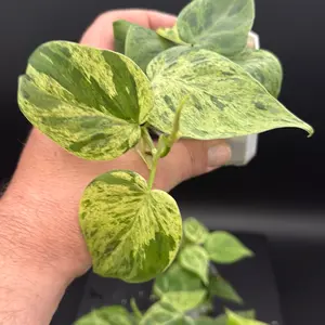 Variegated Philodendron hederaceum (Heartleaf Philodendron)  Beautiful variegated form of the classic Heartleaf Philodendron, featuring a mix of green, cream, and lime coloration on each leaf. Easy-growing and adaptable, this trailing aroid is perfect for