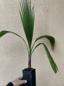 Mexican Fan Palm Tree Seedling Live Plant