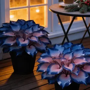 Hosta Seeds Perennial Shade Plant for Garden Yard Easy Care Versatile Growth in Shaded Areas Beginner-Friendly Ornamental Foliage Non-GMO USA Produced