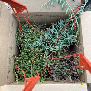 6’ hanging string plants 4 pack SMALL Sculpture (6inch)