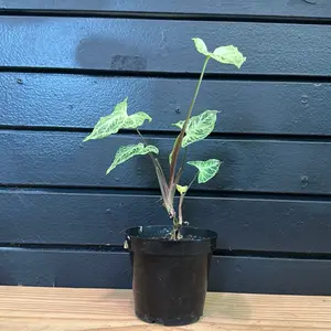 SYNGONIUM BATIK 4 Inch