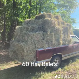Square Hay Bales