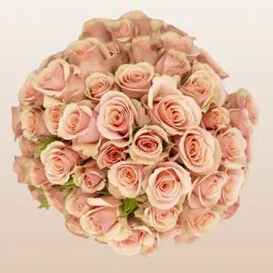 Ilse Peachy Pink Fresh Spray Roses 12 Bunches 10 Stems 40cm 3-4 Blooms Per Stem Elegant Delicate Floral Display