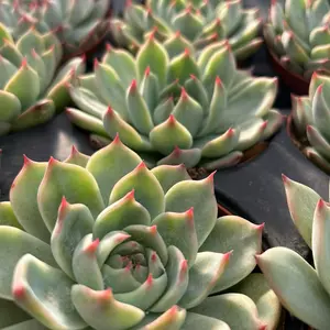 SuccaMeUp Red “Tippy” Echeveria Rare Plump Thriving KORAN 4” Fully Rooted Mature Large Succulent with Sharp Red “Tips” and Care Instructions Included