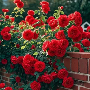 300 Pcs Red Climbing Rose Seeds – Gorgeous, Long-Blooming, and Easy to Grow