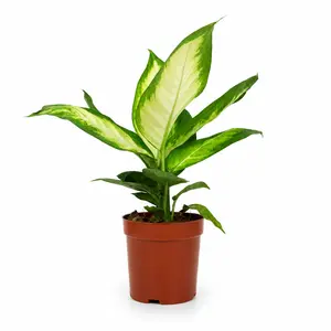 RZ-22  Dieffenbachia Camille Live Plant 4 Inch Pot | Tropical Indoor Foliage Plant for Home & Office Decor