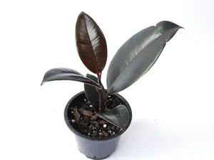 Ficus Burgundy 2” Potted Live Plant - Rubber Tree - Dark Foliage - Deep Red & Burgundy Leaves - Easy Care Houseplant - Tropical Gift - Unique Indoor Tree - Glossy Texture - Robust Greenery - Statement Plant - Ficus Elastica