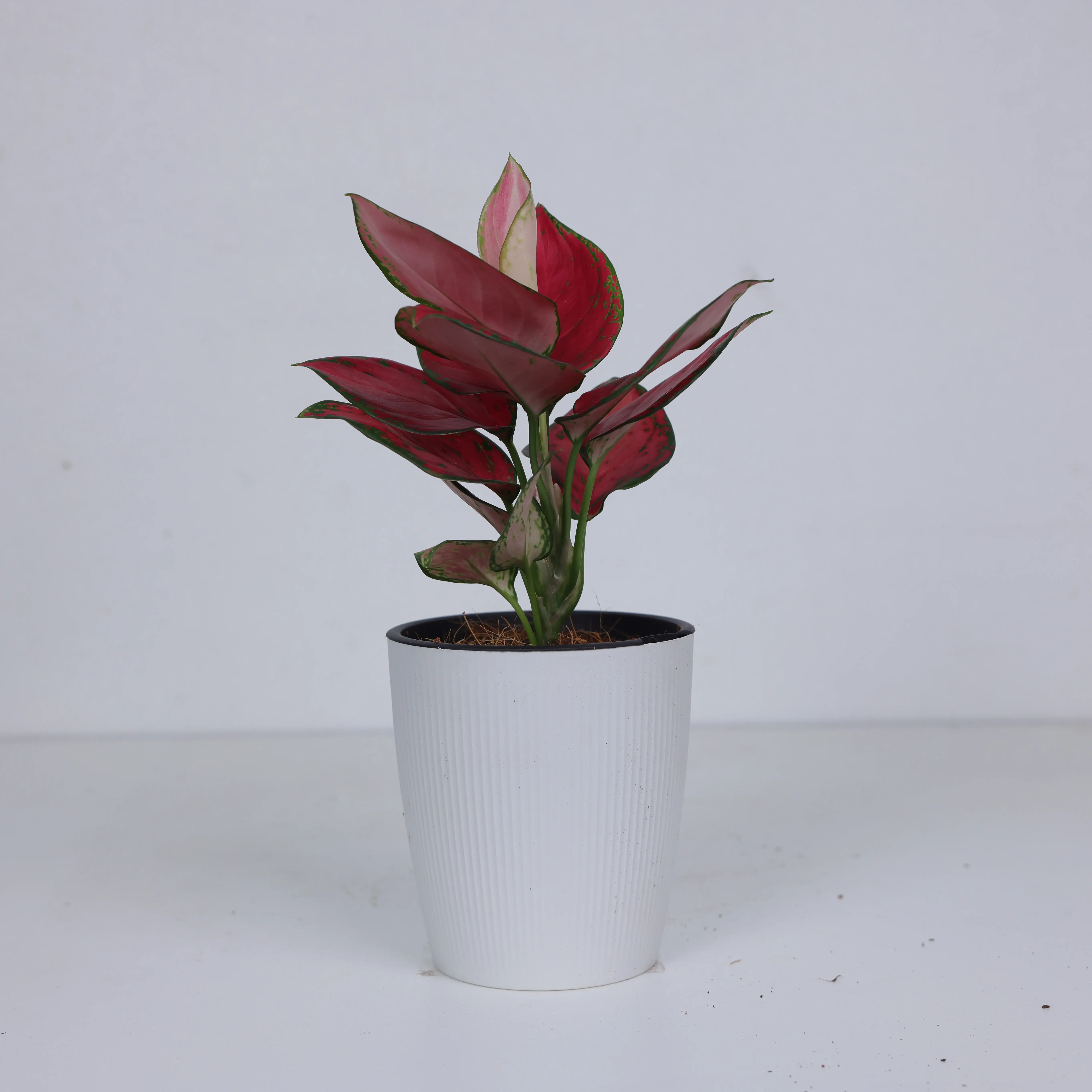 AGL001 / 4 Inch Potted Aglaonema Live Chinese Evergreen Houseplant, Mixed Variegated Broad Glossy Foliage In Green, Silver & Pink Tones, Low-Light Hardy Compact Foliage Plant For Office Desks, Window Nooks And Small Minimalist Indoor Decor Layouts