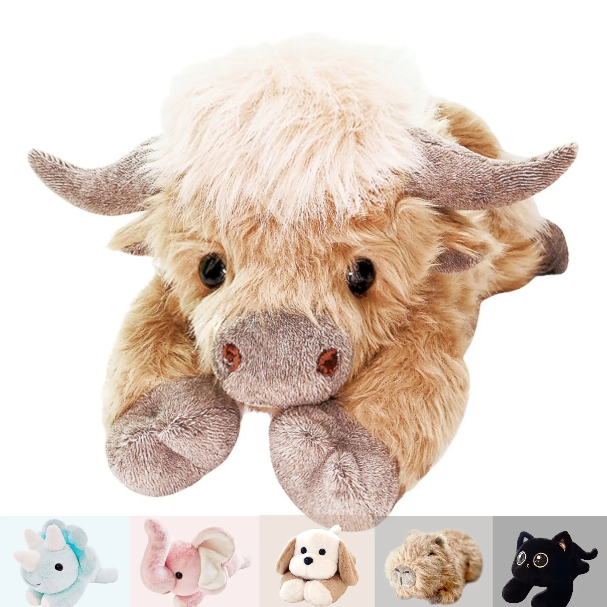Highland Cow
