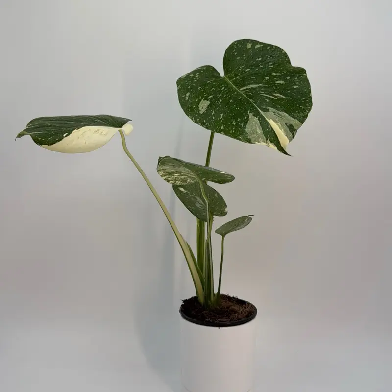 Monstera Thai constellation 4" pot House Plant - Rare Rare House Plant for Beginners with Unique Leaves, Easy Care plant