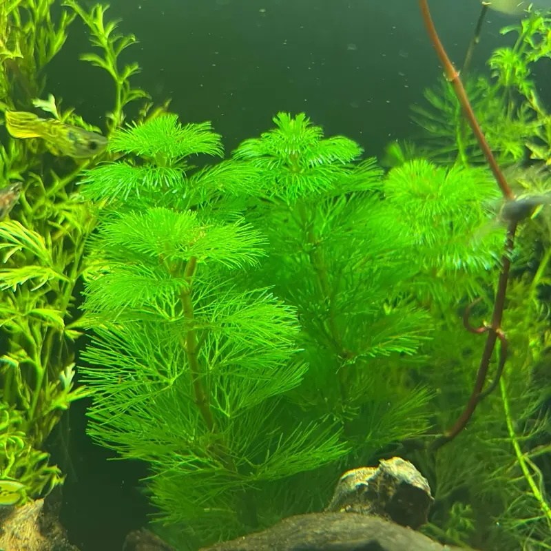BUY 2 GET 1 FREE!!! Green Cabomba Caroliniana Live Aquarium Plant