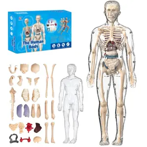 Full Transparent Body, 29-Piece 3D Anatomy Kit, Detachable Organs, Clear Human Structure Model, Portable Skeleton Set, Student Interactive Models