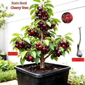 Sweet Cherry Bare Root Tree, Healthy Live Plant, Bare Root Shipping,beginner friendly fruit tree,Can be planted in containers or directly in the ground. Flexible for small or large spaces. Seedlings Compact easy-to-cultivate tree seed
