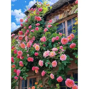 200 Pcs Outdoor Planting Color Climbing Rose Seeds Garden Decoration Flower Seeds for Yard & Balcony.