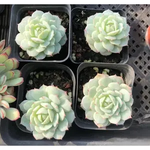 2"Live Succulent Echeveria Painted lady 2"Live Succulent Echeveria Painted lady