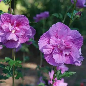 Dark Lavender Chiffon® Rose of Sharon