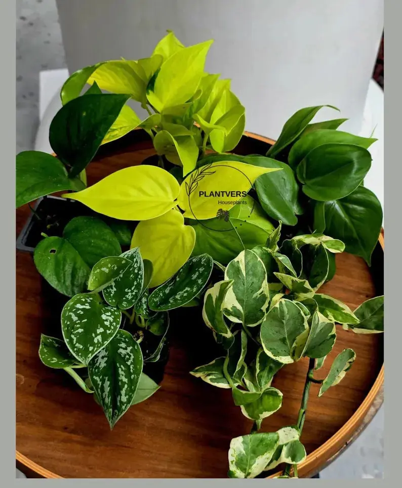 Set of 6 Vining Pothos & Philolendron Assortment in 3” Nursery Pots - Live Indoor Plant Bundle - Trailing Houseplant Collection